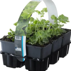 Outlet Frauenmantel (Alchemilla mollis) D 9 H 15 cm 6 Pflanzen Blühende Pflanzen|Winterharte Pflanzen