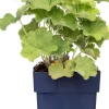 Sale Frauenmantel (Alchemilla mollis) D 11 H 10 cm Blühende Pflanzen|Winterharte Pflanzen