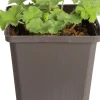 Discount Frauenmantel (Alchemilla mollis 'Robustica') D 9 H 5 cm Blühende Pflanzen|Winterharte Pflanzen