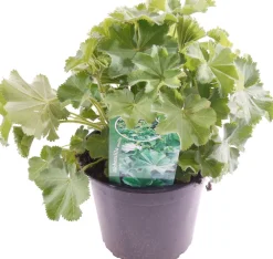 Best Frauenmantel (Alchemilla mollis) D 17 H 30 cm Mehrjährige Pflanzen|Winterharte Pflanzen