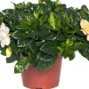 Discount Gardenie (Gardenia jasminoides) D 13 cm H 25 cm Kleine Zimmerpflanzen|Blühende Zimmerpflanzen