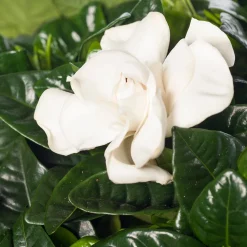 Discount Gardenie (Gardenia jasminoides) D 13 cm H 25 cm Kleine Zimmerpflanzen|Blühende Zimmerpflanzen