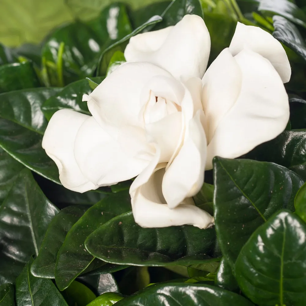 Discount Gardenie (Gardenia jasminoides) D 13 cm H 25 cm Kleine Zimmerpflanzen|Blühende Zimmerpflanzen