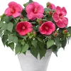 Outlet Garten-Hibiskus (Hibiscus) D 23 H 60 cm Für Sonne|Blühende Zimmerpflanzen