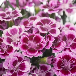 Online Garten-Nelke (Dianthus 'Pink Kisses') D 13 H 15 cm Mehrjährige Pflanzen|Nelke
