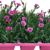 Best Garten-Nelke (Dianthus 'Pink Kisses') D 9 H 10 cm 6 Pflanzen Mehrjährige Pflanzen|Nelke
