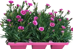 Best Garten-Nelke (Dianthus 'Pink Kisses') D 9 H 10 cm 6 Pflanzen Mehrjährige Pflanzen|Nelke