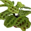 Sale Gebetspflanze (Maranta leuconeura 'Fantasy') D 12 H 30 cm Grünpflanzen