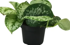 Hot Gefleckte Efeutute (Scindapsus pictus 'Trebie') D 12 H 25 cm Kleine Zimmerpflanzen|Grünpflanzen