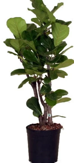 Geigenfeige (Ficus lyrata) D 24 H 120 cm Luftreinigende Pflanzen|Grünpflanzen