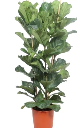 Outlet Geigenfeige (Ficus lyrata) D 34 H 180 cm Bonsai|Luftreinigende Pflanzen