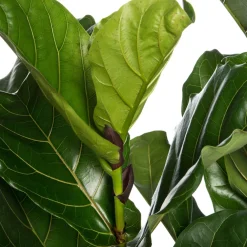 Outlet Geigenfeige (Ficus lyrata) D 34 cm H 140 cm Große Pflanzen|Grünpflanzen