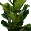 Discount Geigenfeige (Ficus lyrata) D 21 H 100 cm Bonsai|Luftreinigende Pflanzen