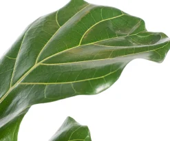 Discount Geigenfeige (Ficus lyrata) D 21 H 100 cm Bonsai|Luftreinigende Pflanzen