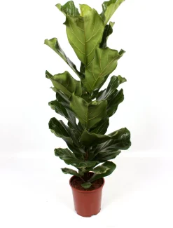 Discount Geigenfeige (Ficus lyrata) D 21 H 100 cm Bonsai|Luftreinigende Pflanzen