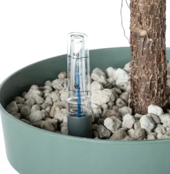 Geigenfeige Stämmchen (Ficus lyrata) D 27 H 140 cm Bonsai|Große Pflanzen