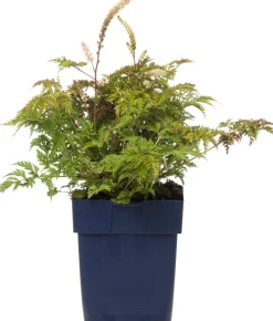 Online Geissbart (Aruncus aethusifolius) D 11 H 10 cm Blühende Pflanzen|Winterharte Pflanzen