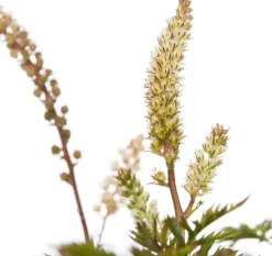 Online Geissbart (Aruncus aethusifolius) D 11 H 10 cm Blühende Pflanzen|Winterharte Pflanzen