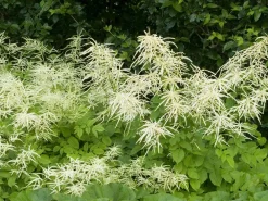 Clearance Geissbart (Aruncus Dioicus) D 11 H 20 cm Mehrjährige Pflanzen|Blühende Pflanzen