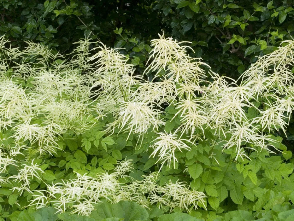 Clearance Geissbart (Aruncus Dioicus) D 11 H 20 cm Mehrjährige Pflanzen|Blühende Pflanzen