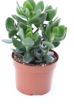 Outlet Geldbaum (Crassula ovata 'Hulk') D 12 H 18 cm Kleine Zimmerpflanzen|Für Sonne