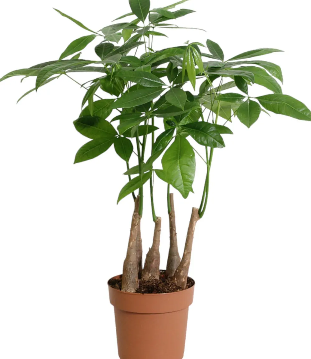 Outlet Geldbaum (Pachira aquatica) D 17 H 50 cm Grünpflanzen|Pachira