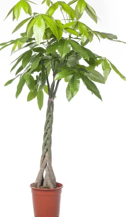 New Geldbaum (Pachira aquatica) D 27 H 150 cm Große Pflanzen|Grünpflanzen