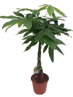 Clearance Geldbaum (Pachira aquatica) D 19 H 90 cm Große Pflanzen|Grünpflanzen