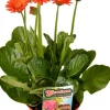 Clearance Gerbera (Garvinea) D 17 H 50 cm Blühende Pflanzen|Winterharte Pflanzen