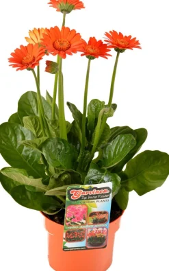 Clearance Gerbera (Garvinea) D 17 H 50 cm Blühende Pflanzen|Winterharte Pflanzen