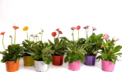 Clearance Gerbera (Garvinea) D 17 H 50 cm Blühende Pflanzen|Winterharte Pflanzen