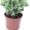 Outlet Gewelltblättriges Dickblatt (Crassula undulatifolia 'Magic') D 12 H 17 cm Kleine Zimmerpflanzen|Für Sonne