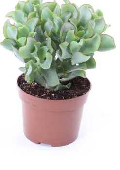 Outlet Gewelltblättriges Dickblatt (Crassula undulatifolia 'Magic') D 12 H 17 cm Kleine Zimmerpflanzen|Für Sonne