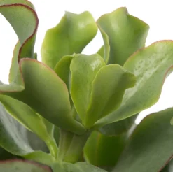 Outlet Gewelltblättriges Dickblatt (Crassula undulatifolia 'Magic') D 12 H 17 cm Kleine Zimmerpflanzen|Für Sonne