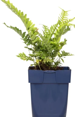 Sale Gewöhnlicher Tüpfelfarn (Polypodium vulgare) D 11 H 10 cm Farne|Pflanzen Für Schatten