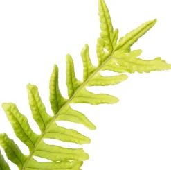 Sale Gewöhnlicher Tüpfelfarn (Polypodium vulgare) D 11 H 10 cm Farne|Pflanzen Für Schatten