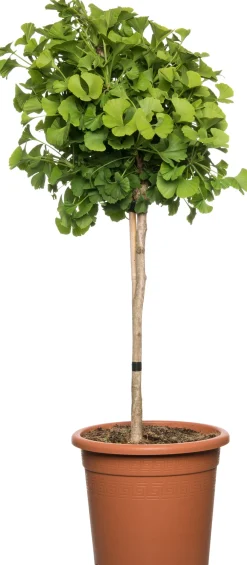 Clearance Ginkgo (Ginkgo biloba) D 27 H 90 cm Winterharte Pflanzen|Koniferen