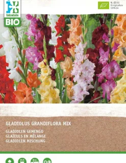 Gladiole (Gladiolus grandiflora) (BIO) Blumenzwiebeln gemischt 25 St. Sommer-Blüher|Blumenzwiebeln