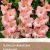 Best Gladiole (Gladiolus grandiflora) (BIO) Blumenzwiebeln rosa 6 St. Sommer-Blüher|Blumenzwiebeln