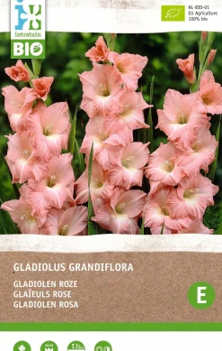 Best Gladiole (Gladiolus grandiflora) (BIO) Blumenzwiebeln rosa 6 St. Sommer-Blüher|Blumenzwiebeln