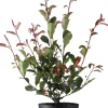 New Glanzmispel (Photinia fraseri 'Carre Rouge') D 23 H 60 cm Immergrüne Pflanzen|Winterharte Pflanzen
