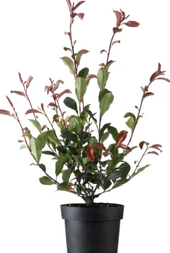 New Glanzmispel (Photinia fraseri 'Carre Rouge') D 23 H 60 cm Immergrüne Pflanzen|Winterharte Pflanzen