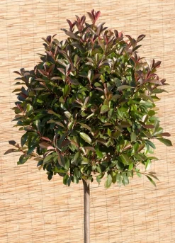 Clearance Glanzmispel  (Photinia fraseri 'Red Robin') Pflanzen Für Schatten|Immergrüne Pflanzen