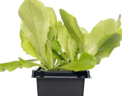 New Glashaus-Salat (Lactuca Sativa Type) Obst, Gemüse & Kräuter|Gemüsepflanzen