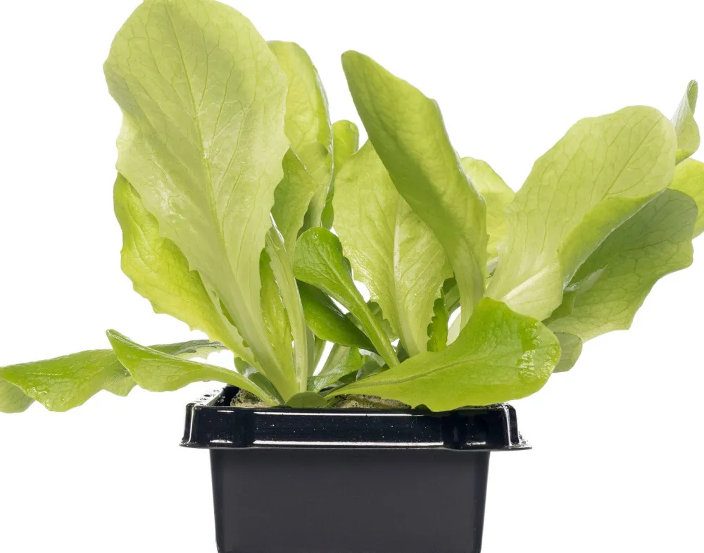 New Glashaus-Salat (Lactuca Sativa Type) Obst, Gemüse & Kräuter|Gemüsepflanzen