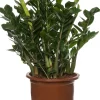 Discount Glücksfeder (Zamioculcas zamiifolia) D 35 cm H 90 cm Für Sonne|Große Pflanzen