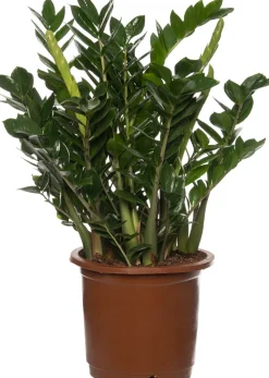 Discount Glücksfeder (Zamioculcas zamiifolia) D 35 cm H 90 cm Für Sonne|Große Pflanzen