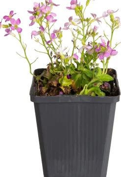 Gänsekresse (Arabis caucasica 'Pinkie') D 9 H 5 cm Blühende Pflanzen|Immergrüne Pflanzen