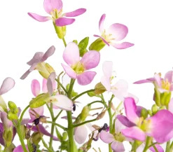 Gänsekresse (Arabis caucasica 'Pinkie') D 9 H 5 cm Blühende Pflanzen|Immergrüne Pflanzen