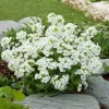 Outlet Gänsekresse (Arabis caucasica 'Snowcap') D 9 H 5 cm Blühende Pflanzen|Bodendecker